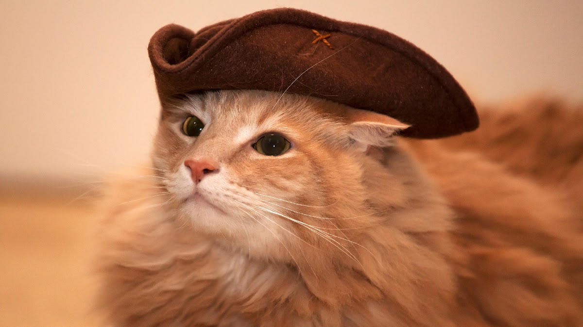 Mount Purrnon Cat Café + Wine Bar — photo 1