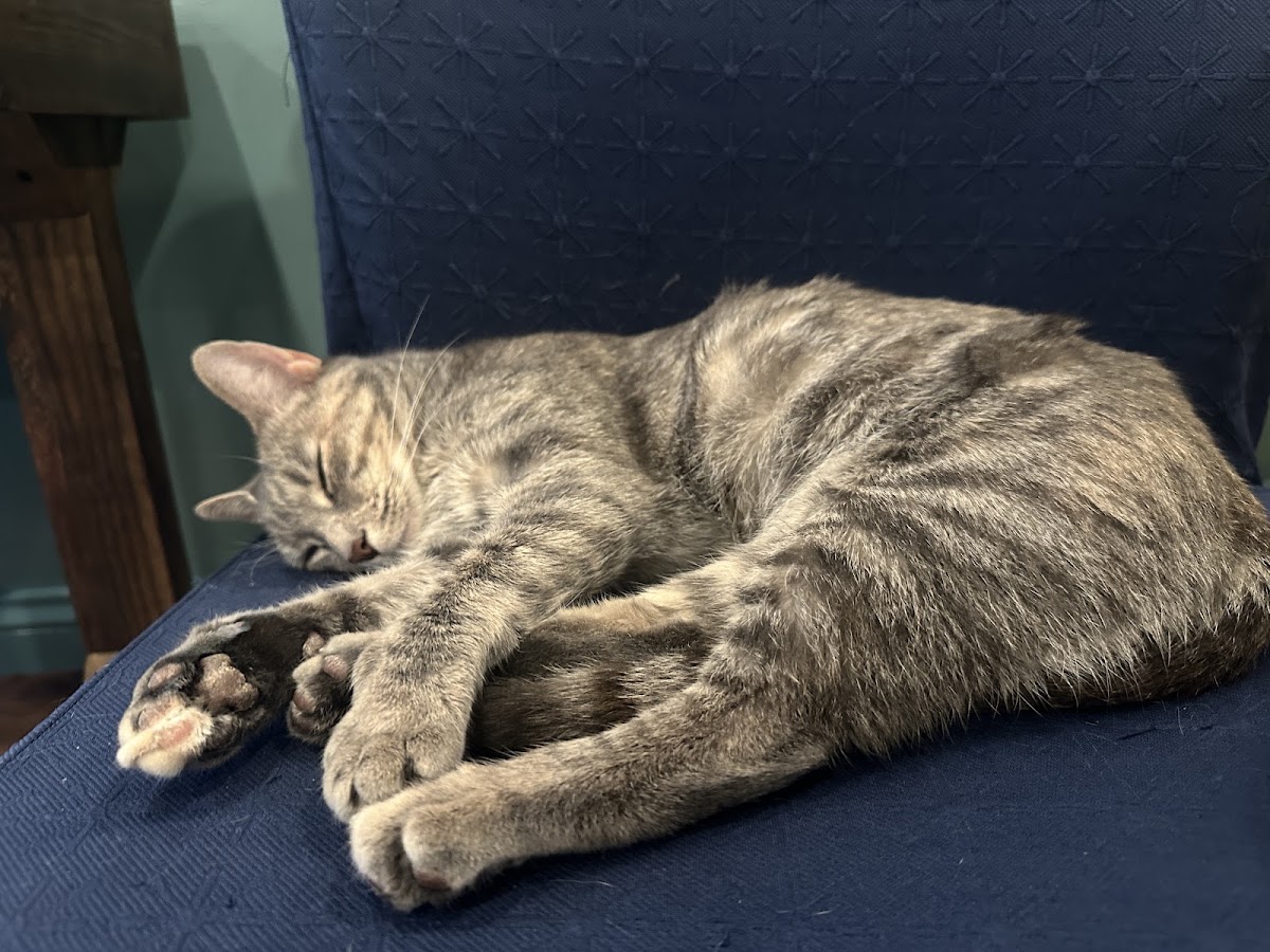 Mount Purrnon Cat Café + Wine Bar — photo 3