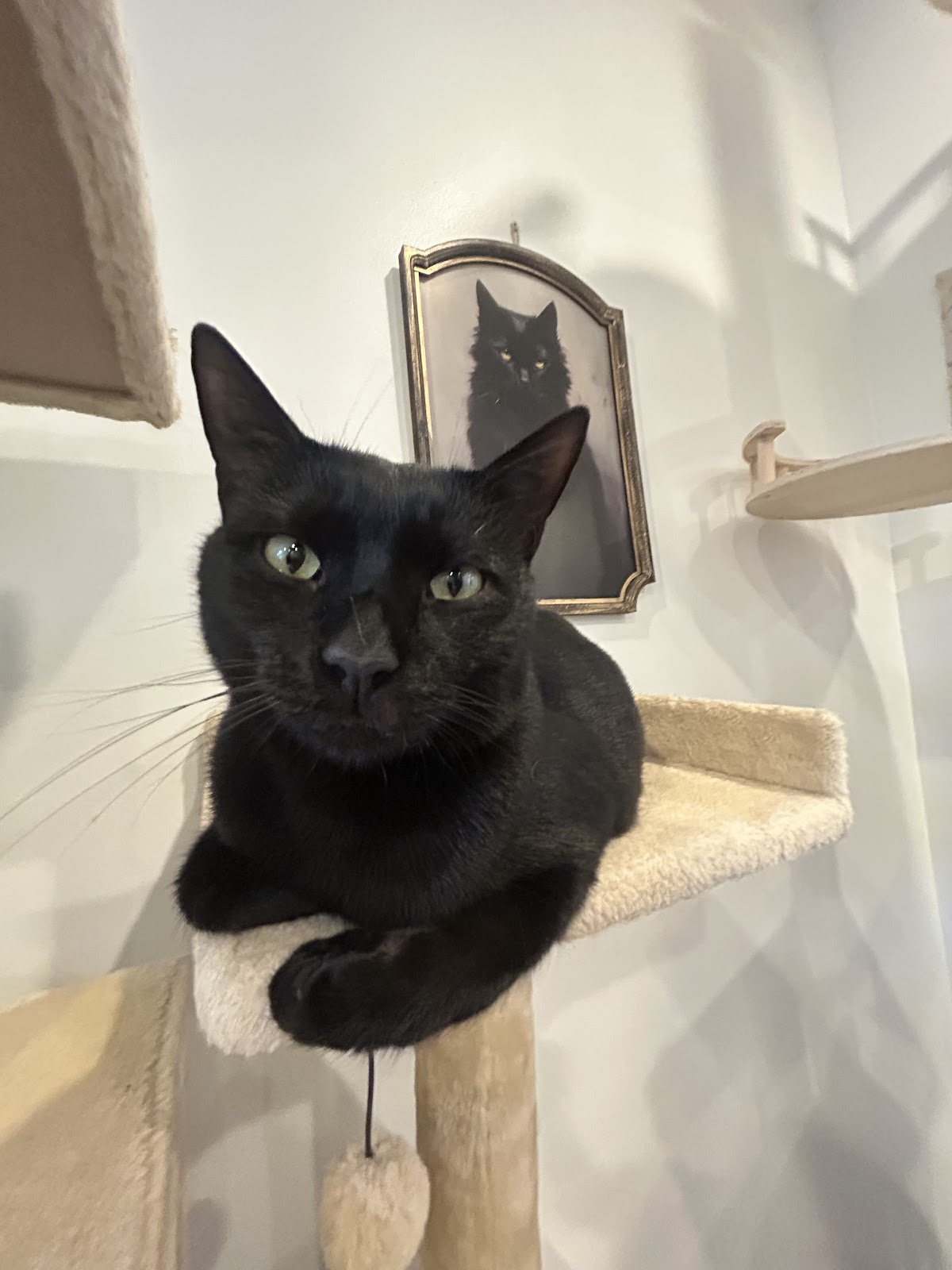 Mount Purrnon Cat Café + Wine Bar — photo 4
