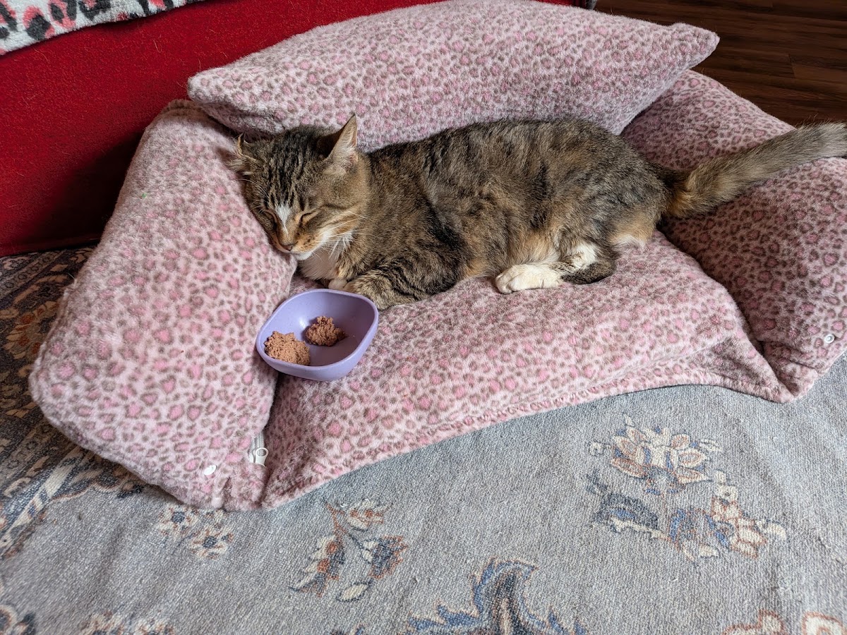 Mount Purrnon Cat Café + Wine Bar — photo 5
