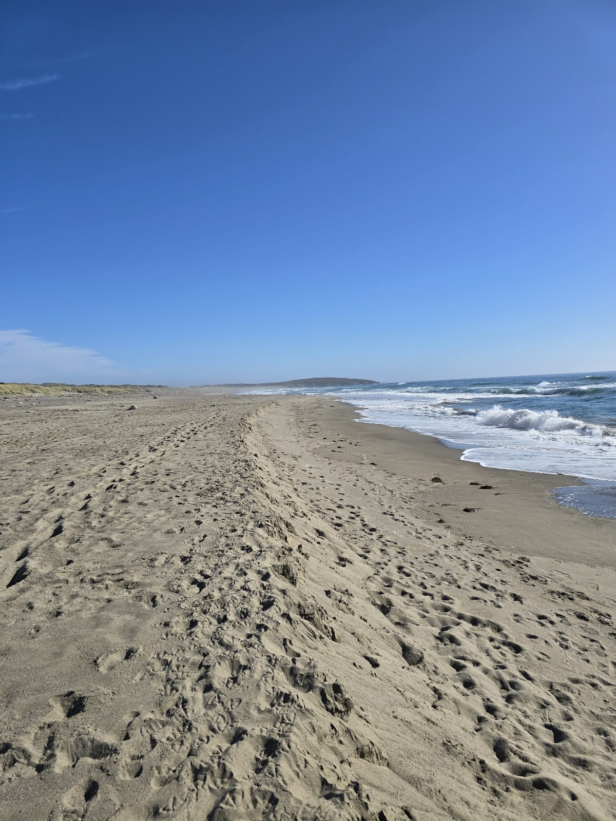 Bodega Dunes Campground — photo 5