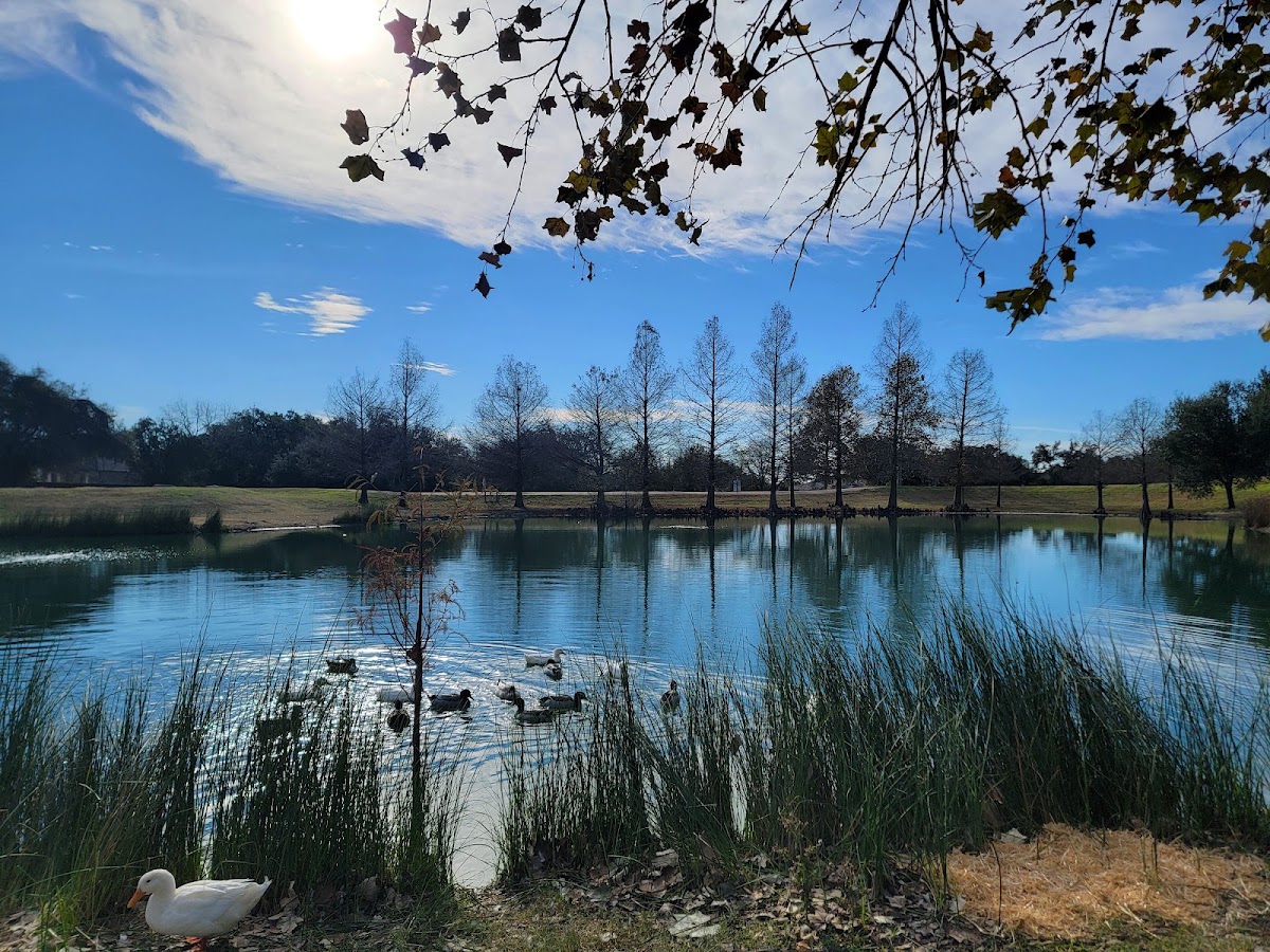 Belterra — photo 3
