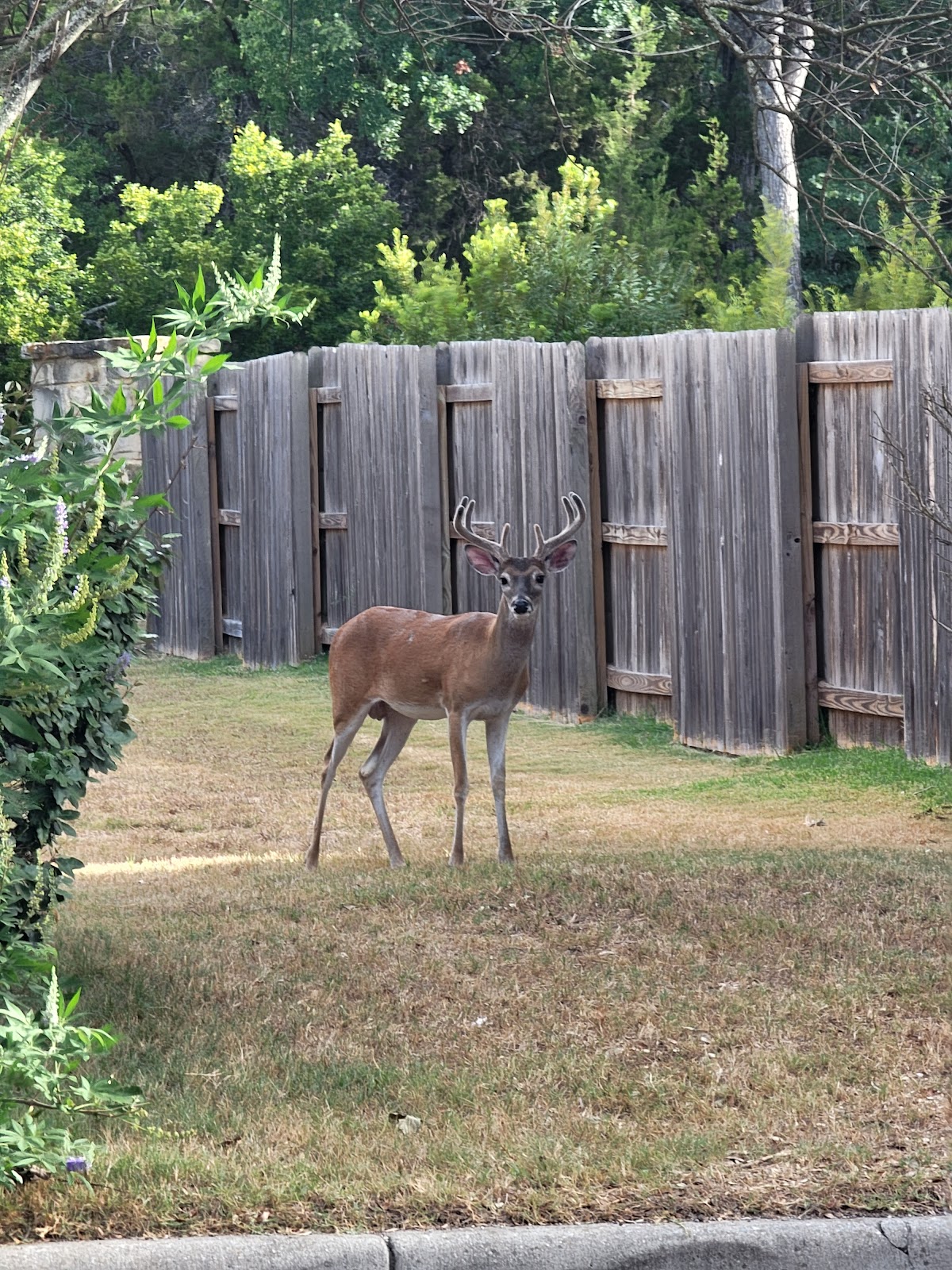 Belterra — photo 4