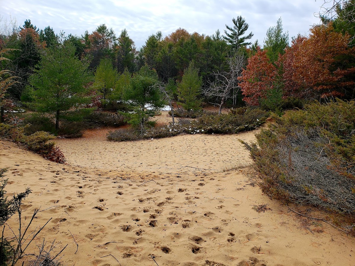 Point Beach State Forest — photo 5
