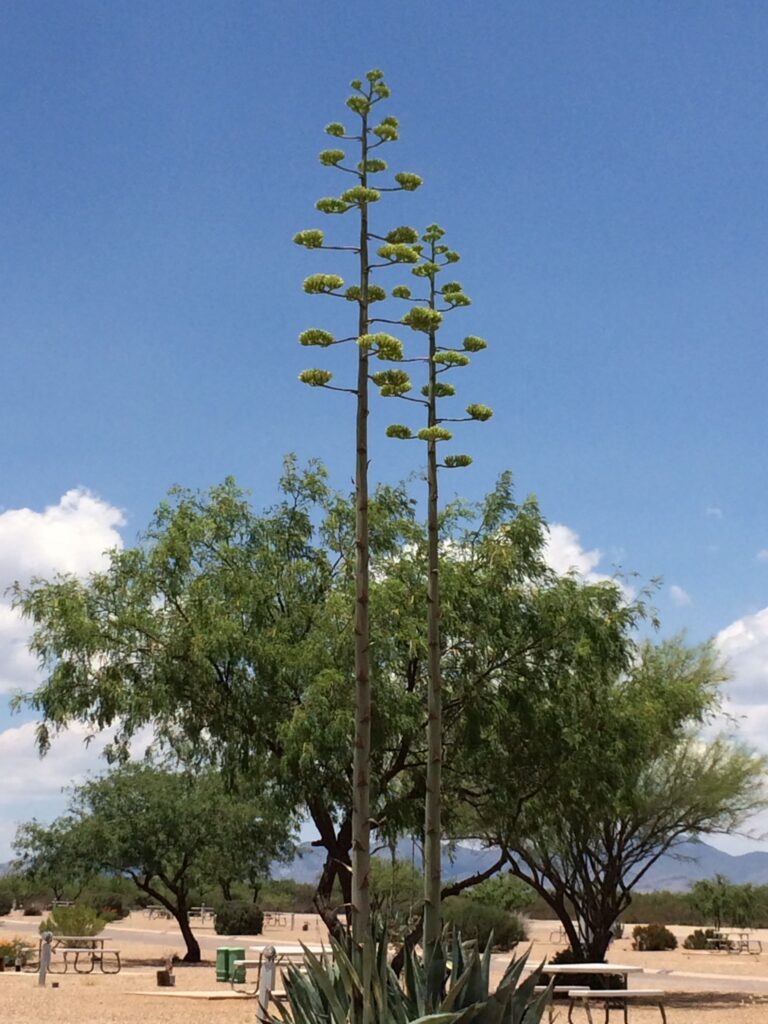 Tombstone Territories RV Park — photo 4