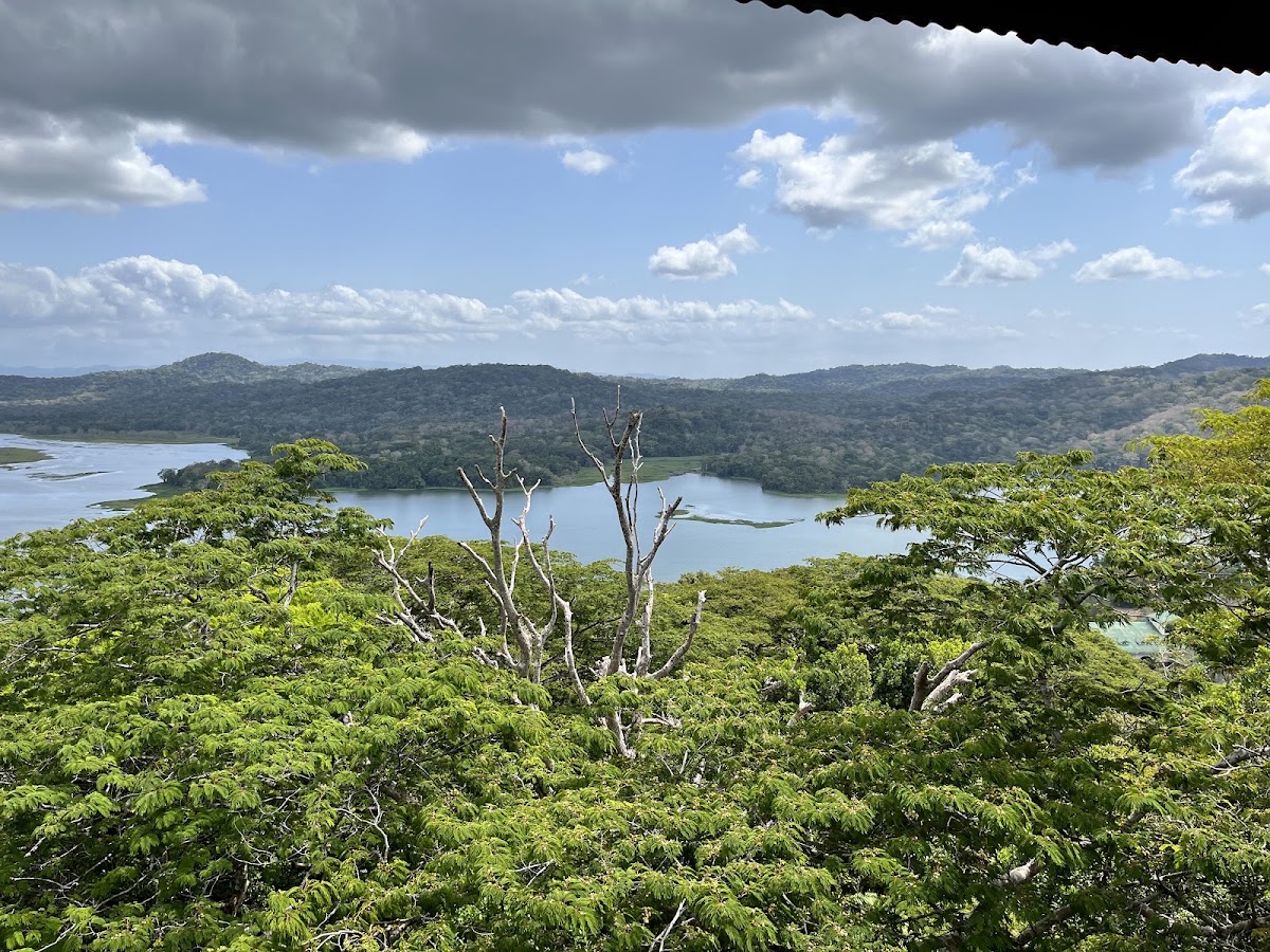 Gamboa Rainforest Reserve — photo 5
