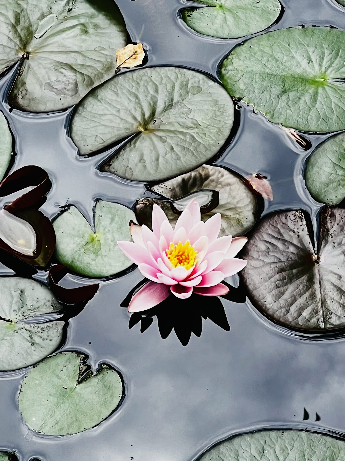 Berkshires Zen Retreat — photo 5