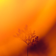 Celeste Massage Therapy (Point of Ease)