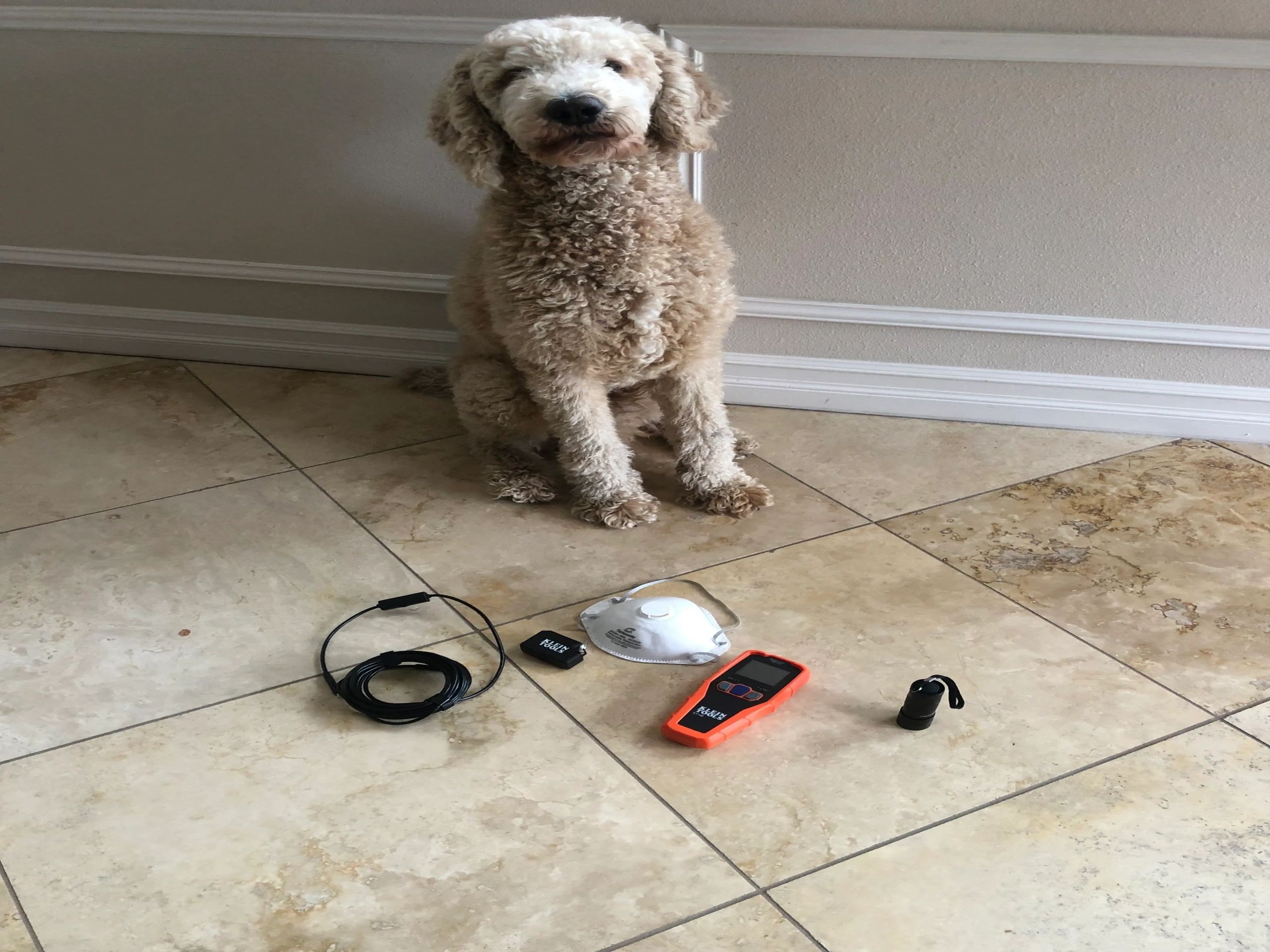 Alaska Mold Dog