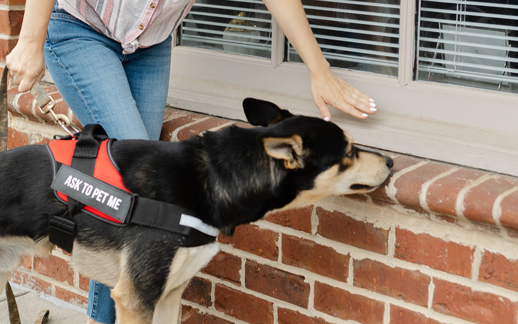Scent Inspections (SCENT Canine Mold Detection)