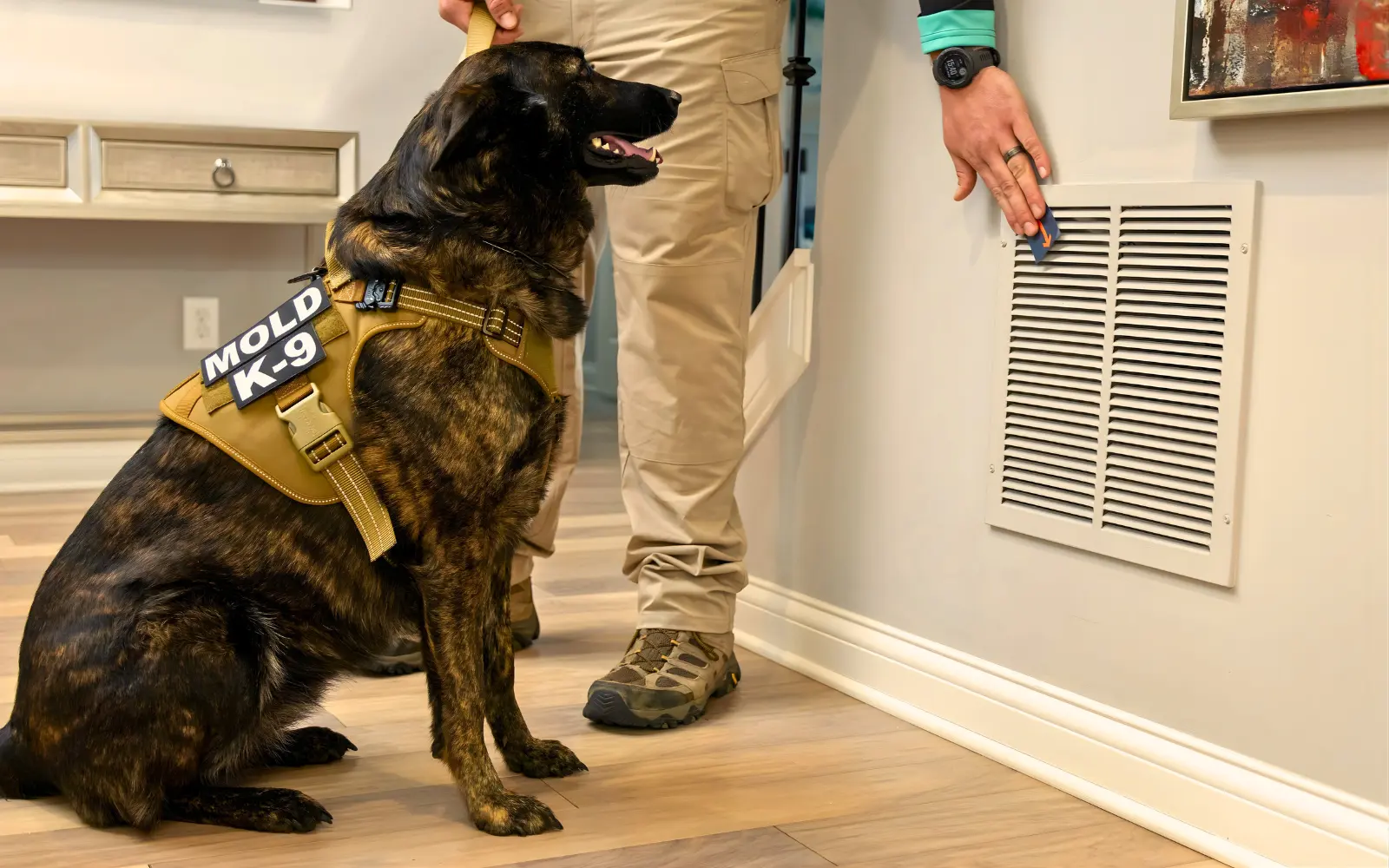 Mold Dog Network