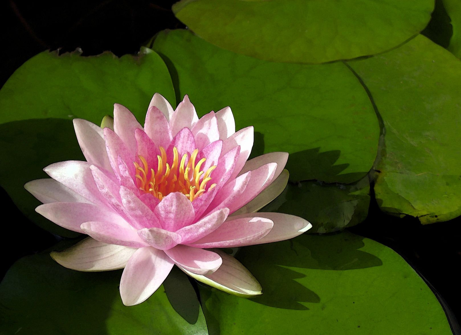 Lotus of the Valley